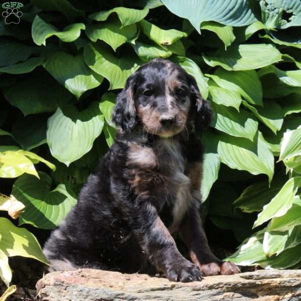 Megan, Irish Doodle Puppy